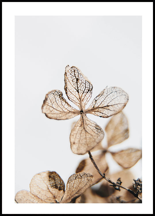 Four Leaves Plant Plakat - Posterbox.dk