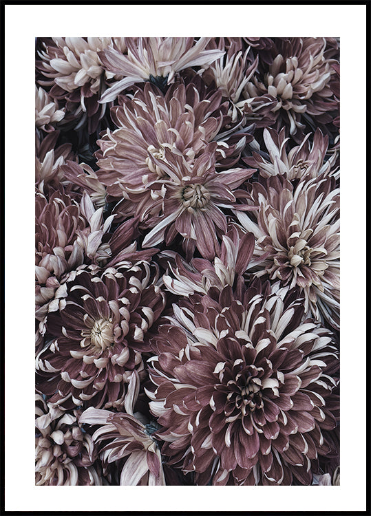 Dahlias Plakat - Posterbox.dk