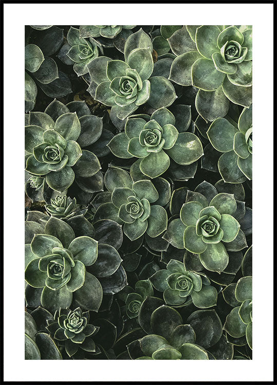 Close Up Green Plakat - Posterbox.dk