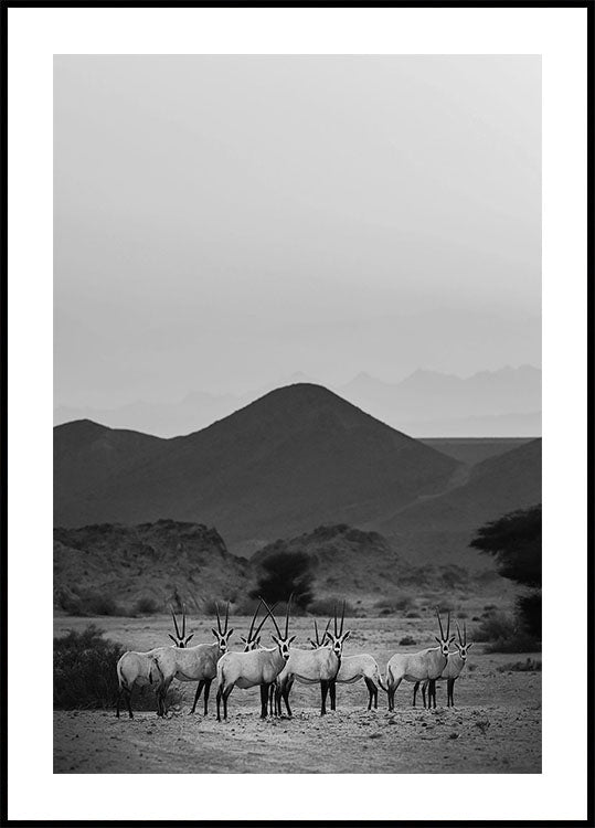 Arabian Oryx Walk The Sands Plakat - Posterbox.dk