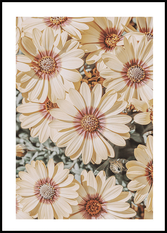 Dimorfoteca Plakat - Posterbox.dk