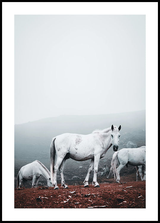 White Horses in The Fog Plakat - Posterbox.dk