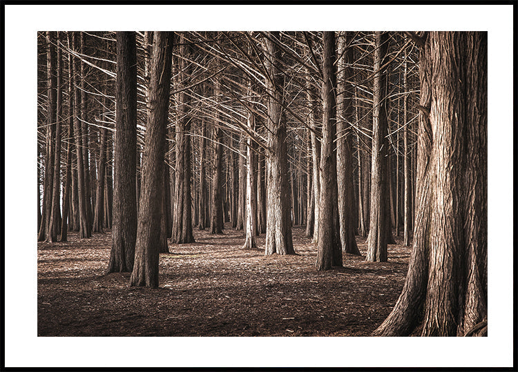Pinewood Forest Plakat - Posterbox.dk
