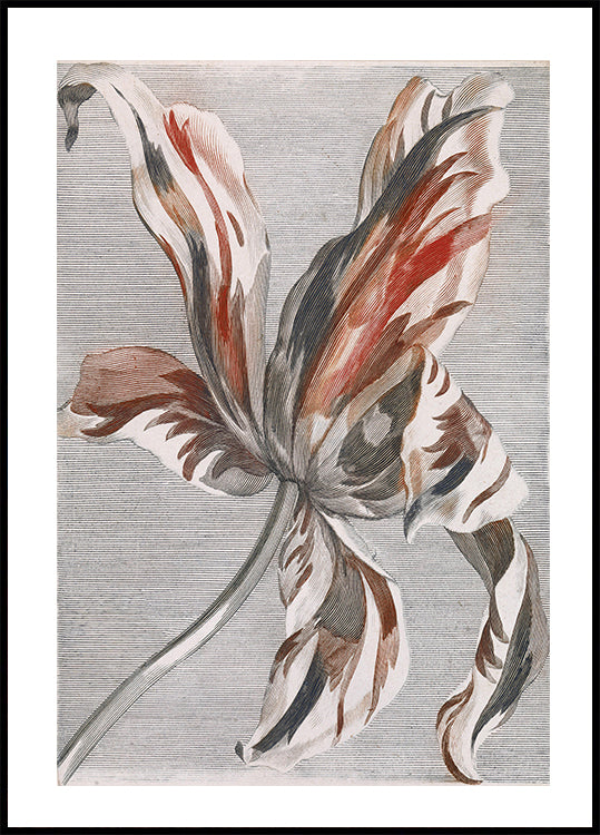 Tulip By Johan Teyler Plakat - Posterbox.dk