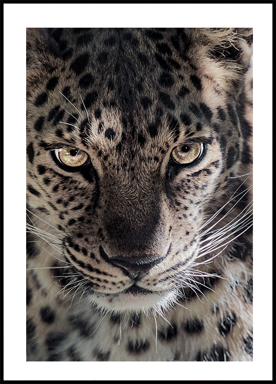 Leopard Plakat - Posterbox.dk