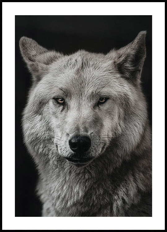 Gray Wolf Plakat - Posterbox.dk