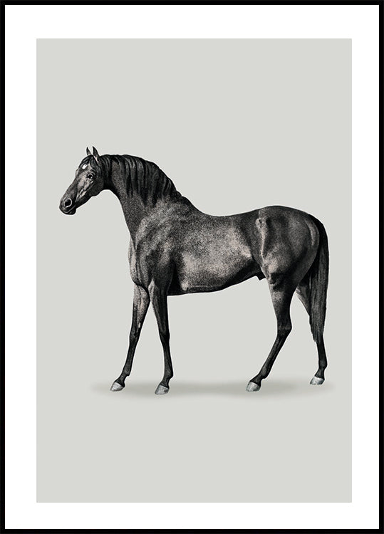 Black Horse Port. Drawing Plakat - Posterbox.dk