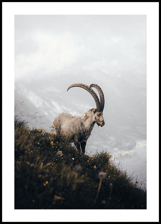 Alpine Ibex Plakat