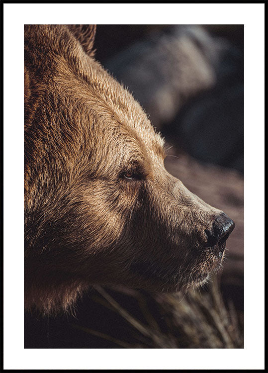 Bear in Profile Plakat - Posterbox.dk