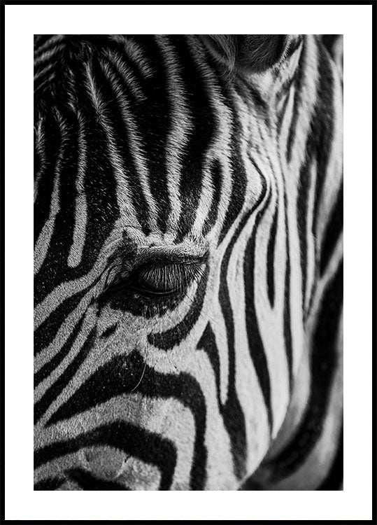 Zebra Eye Plakat - Posterbox.dk