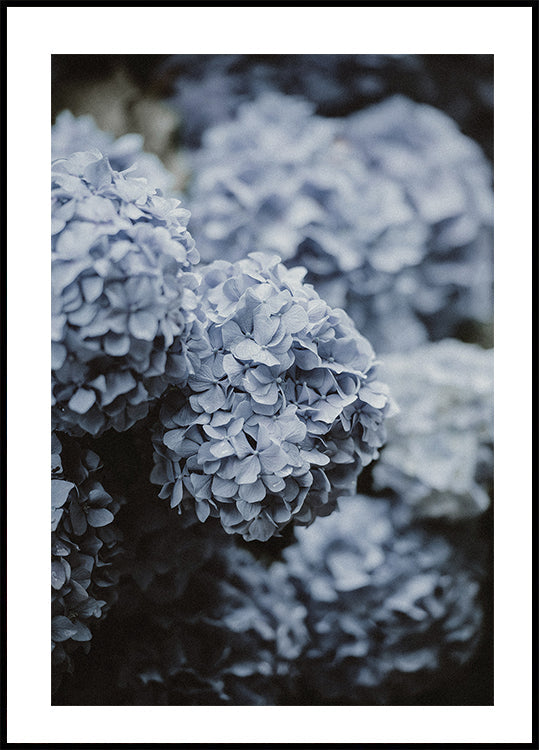Blue Hydrangea Plakat - Posterbox.dk