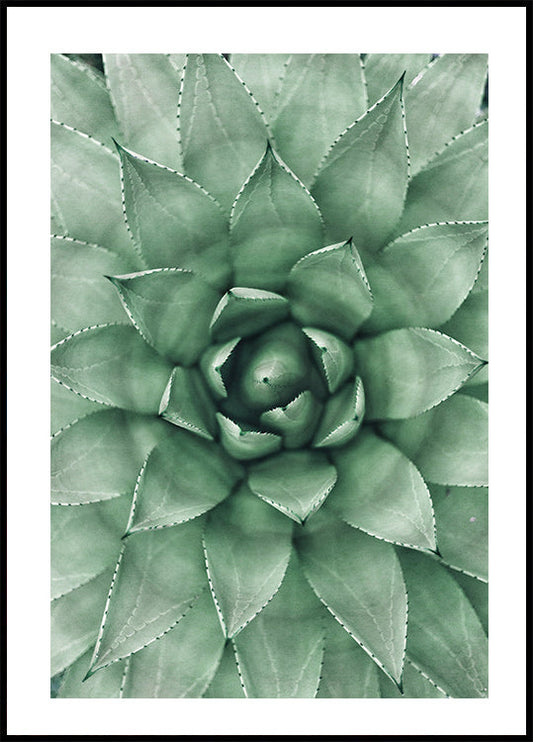 Green Succulent Plant Design Plakat