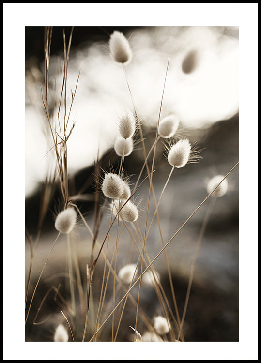 Grass In Sunlight Plakat - Posterbox.dk