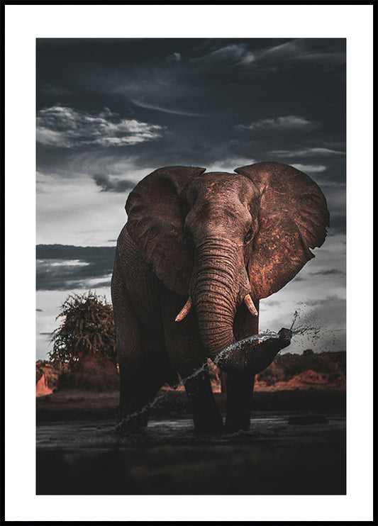 African Elephant Plakat