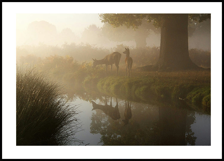 Deer In Mist Plakat - Posterbox.dk