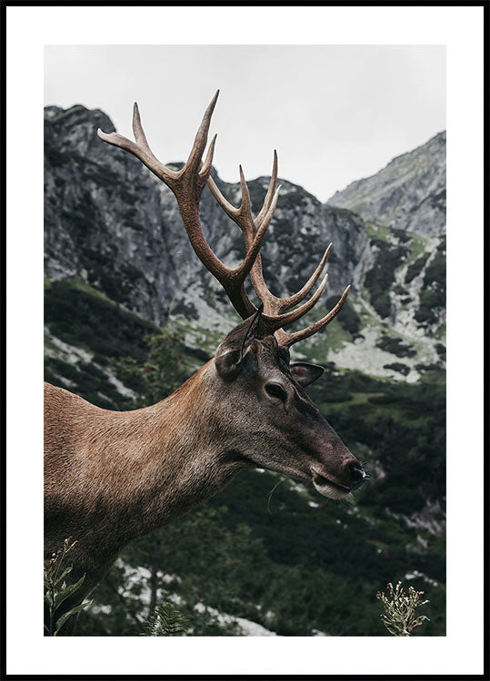 Deer in Profile Plakat - Posterbox.dk