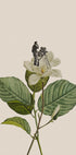 Botanical vintage cameraman Plakat - Posterbox