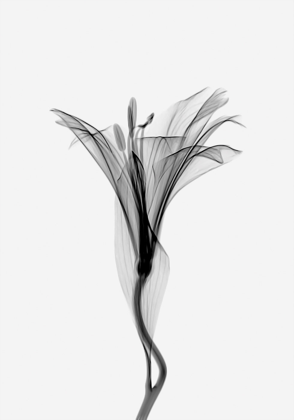 Graceful Lily Plakat - Posterbox.dk