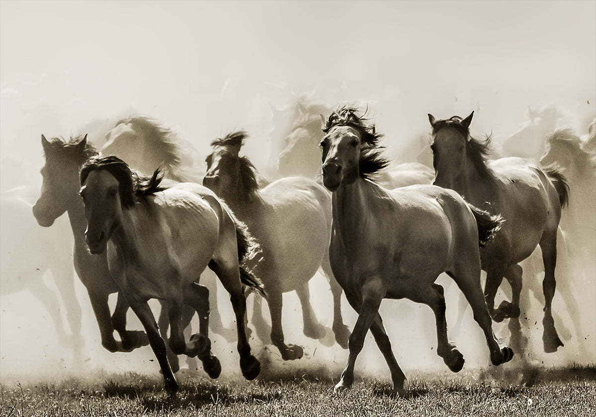 Horse - Posterbox