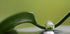 Green harmony - Posterbox
