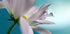 In turquoise Company - Posterbox