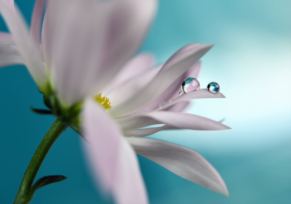 In turquoise Company - Posterbox