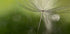 Shadows in the green - Posterbox