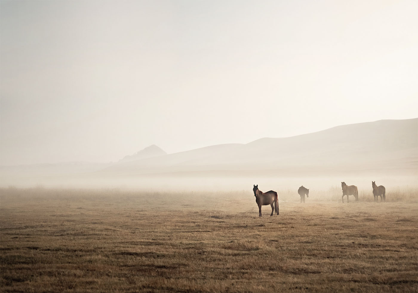 Horses in The Fog Plakat - Posterbox.dk