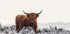 Highlander Plakat - Posterbox