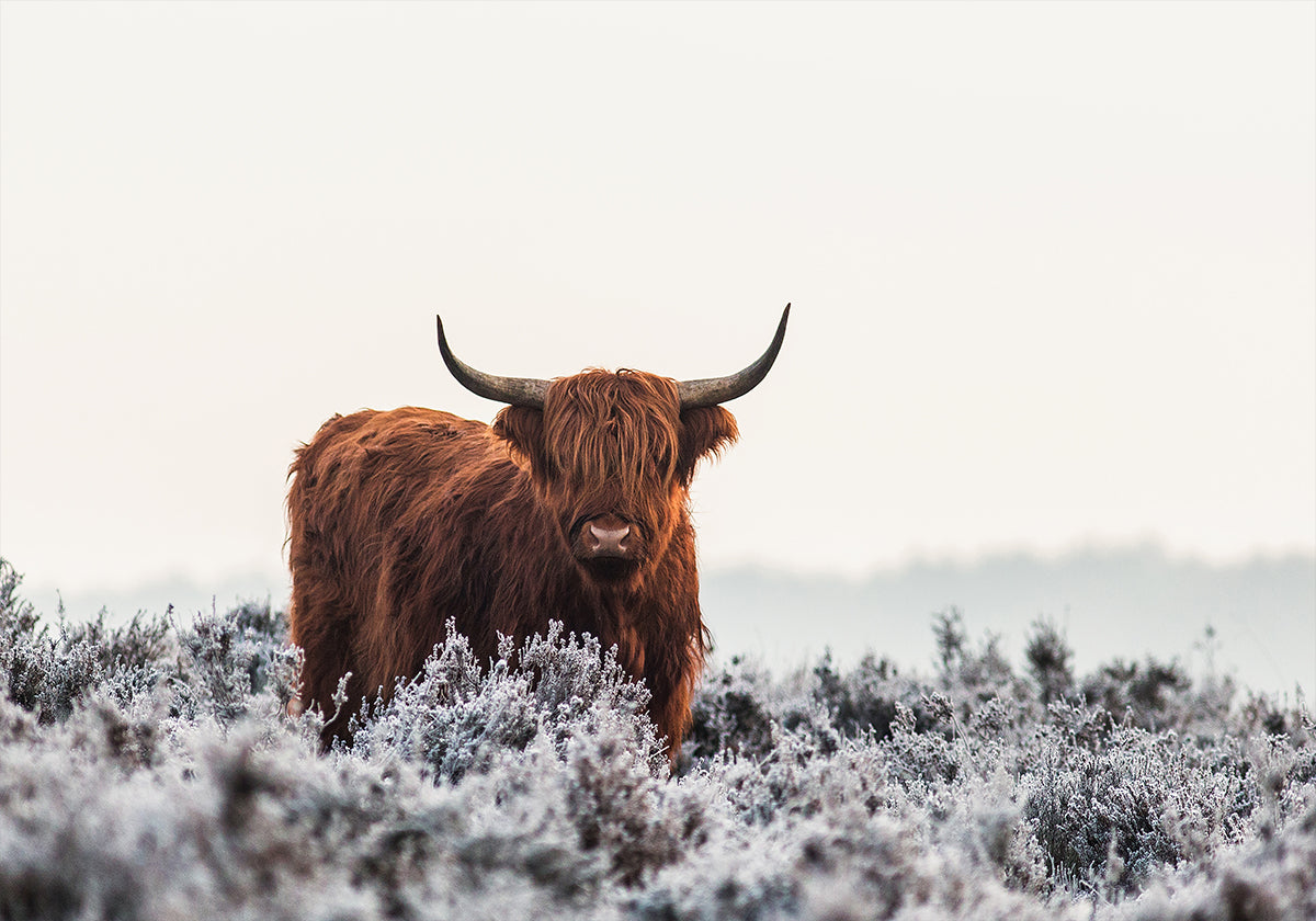 Highlander Plakat - Posterbox