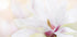 Purity - Posterbox