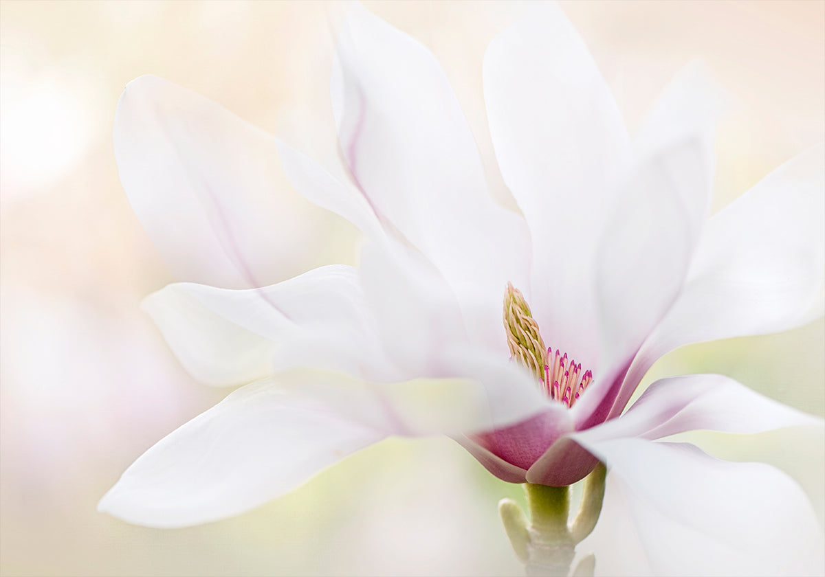 Purity - Posterbox