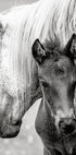 The Foal Plakat - Posterbox