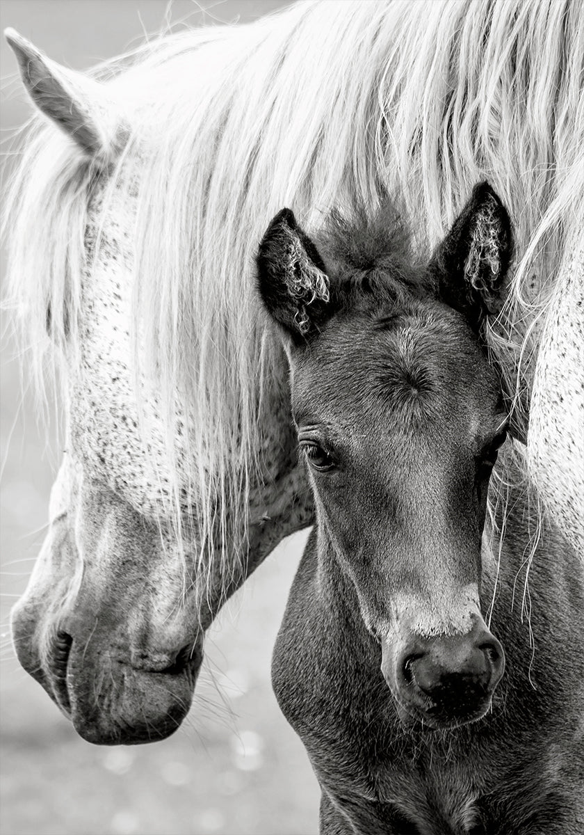 The Foal Plakat - Posterbox