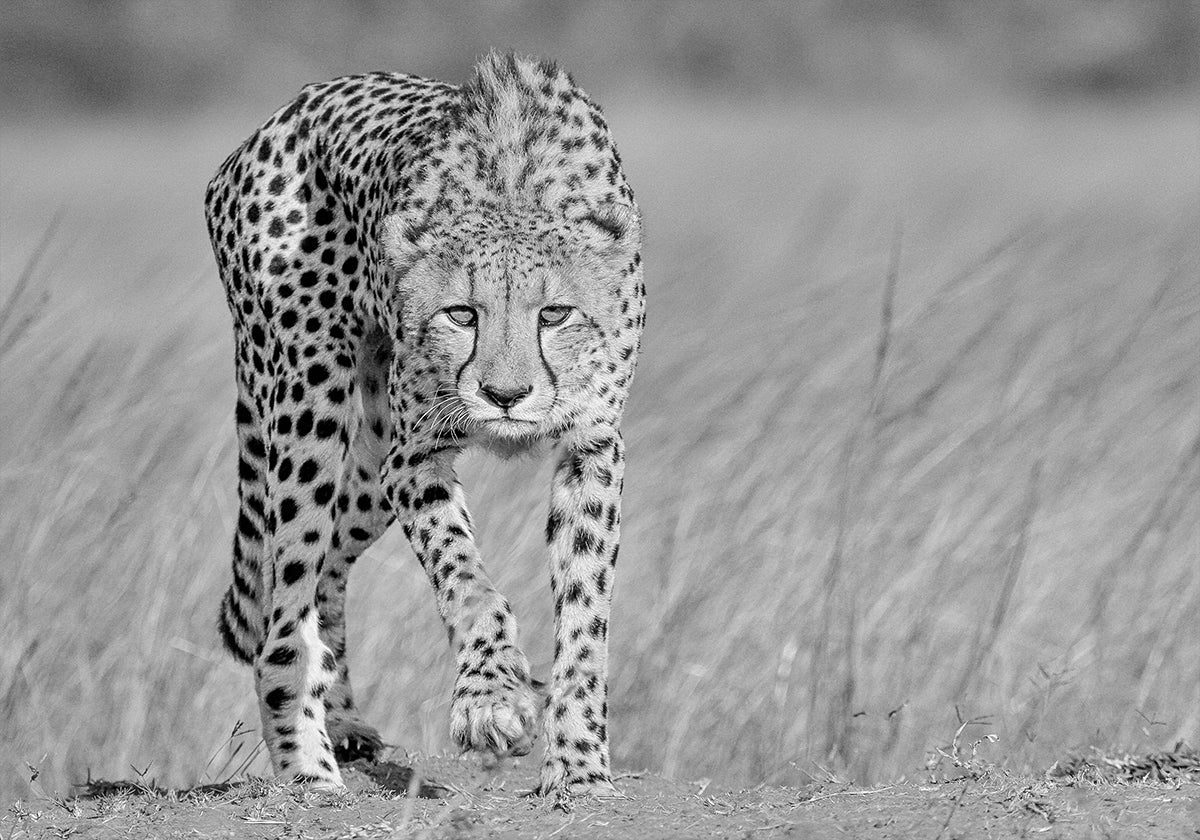Focused predator - Posterbox