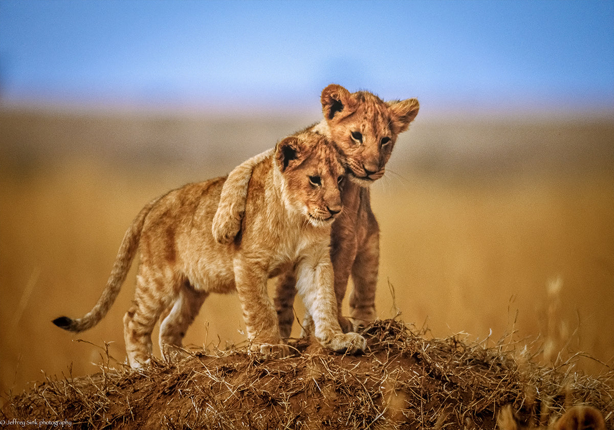 Brothers for Life Plakat - Posterbox