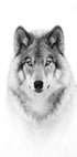 Portrait of a Timber Wolf Plakat - Posterbox