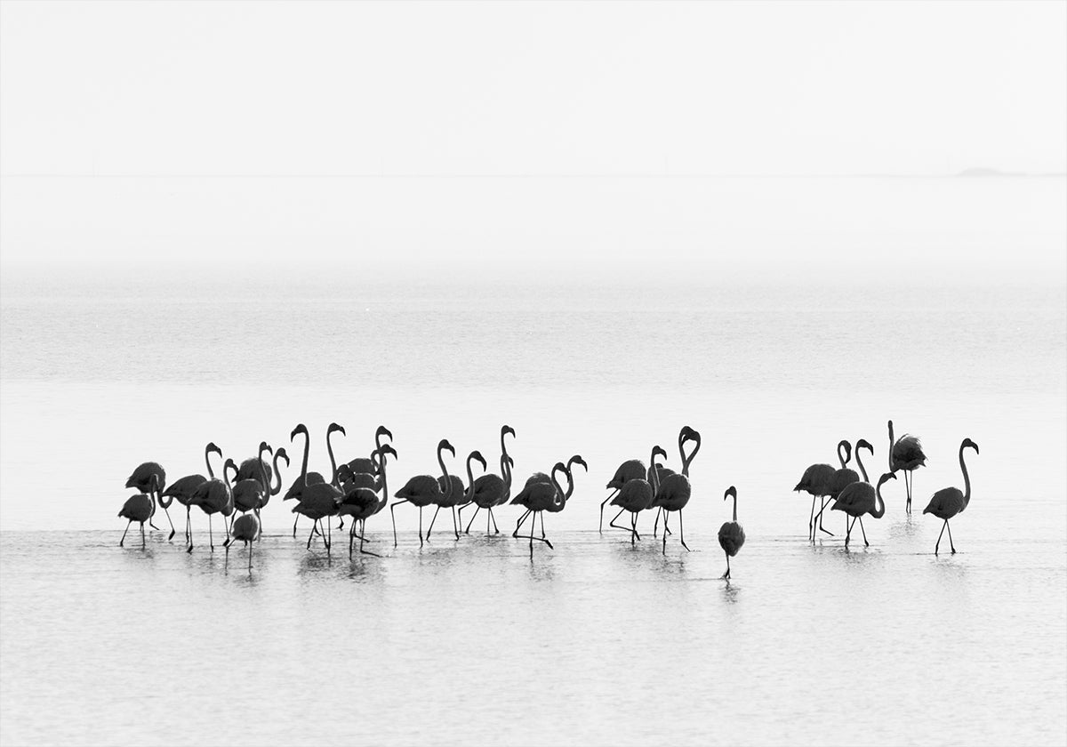 Flamingos - Posterbox