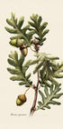 Botany Quercus Pyrenaica Plakat - Posterbox