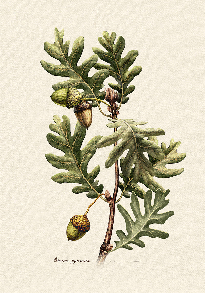 Botany Quercus Pyrenaica Plakat - Posterbox