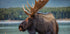 Moose Plakat - Posterbox