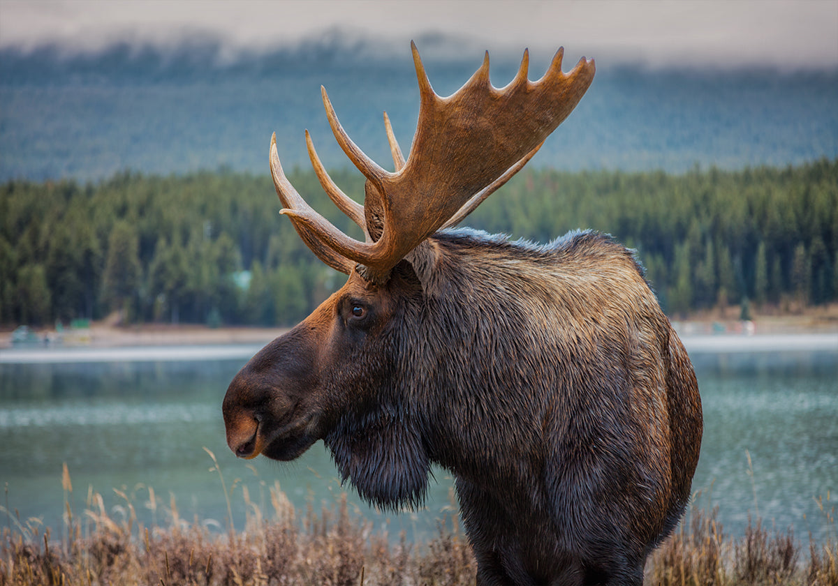 Moose Plakat - Posterbox
