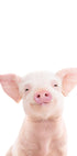 Baby Pig Plakat - Posterbox