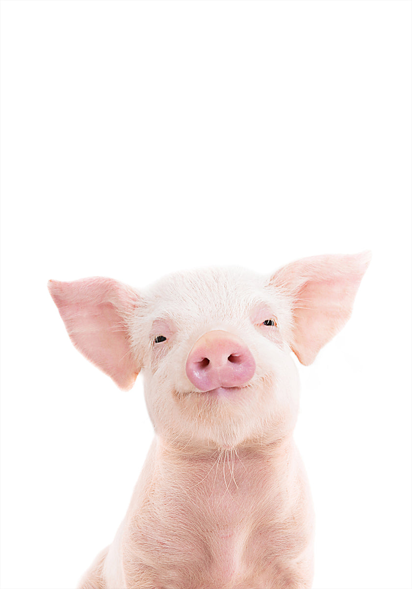 Baby Pig Plakat - Posterbox