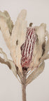 Banksia - Posterbox
