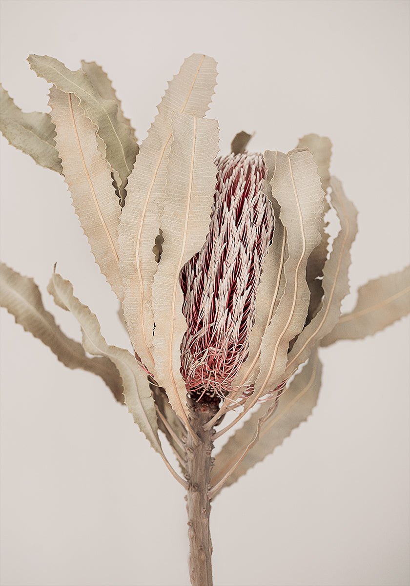 Banksia - Posterbox