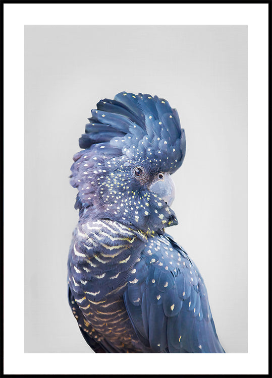 Black Cockatoo - Posterbox