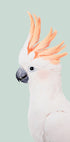 Cockatoo Plakat - Posterbox