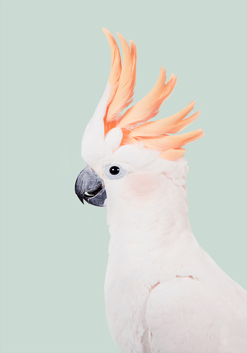Cockatoo Plakat - Posterbox
