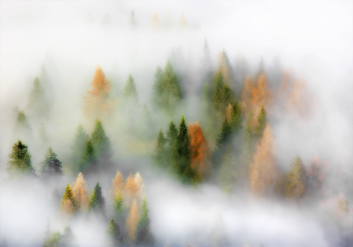 Autumn Dream Plakat - Posterbox